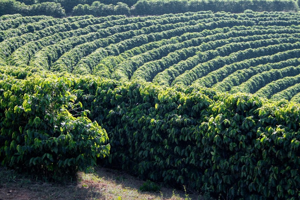 plantação de café na montanha