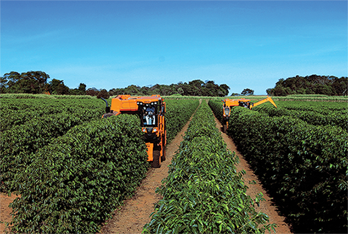 Afinal, café conilon é a mesma coisa que café robusta? - A Lavoura