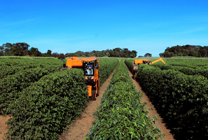 eficiência de campo de máquinas agrícolas