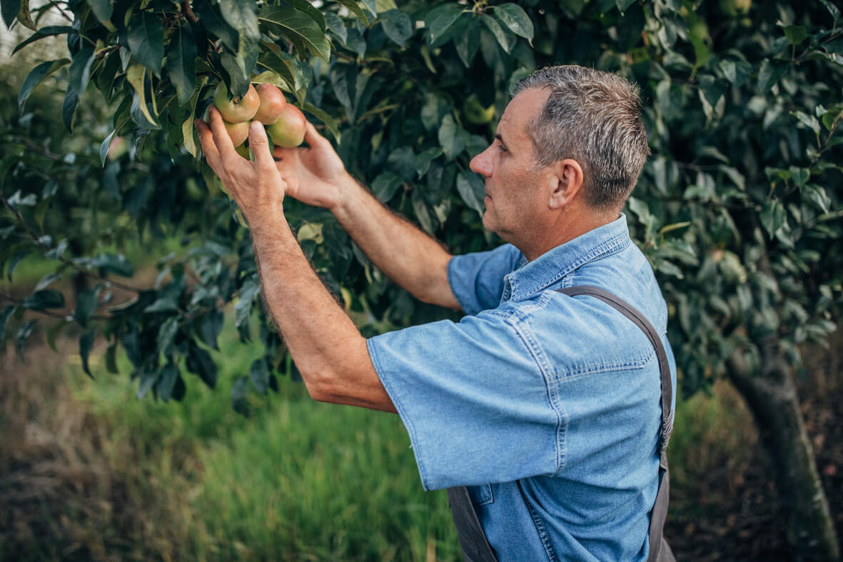 horticultura