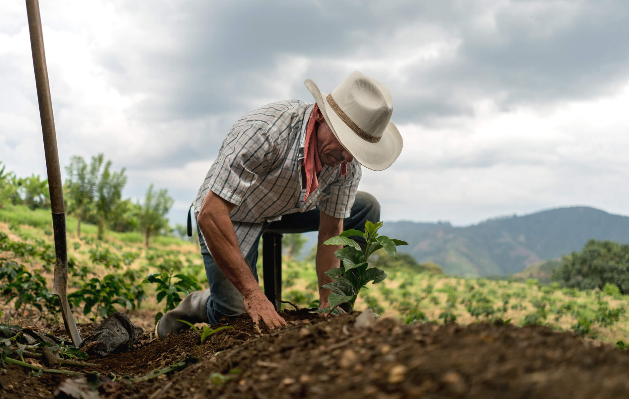 UM AGRICULTOR, BUSCANDO O AUMENTO DA PRODUTIVIDADE DE SUA ()