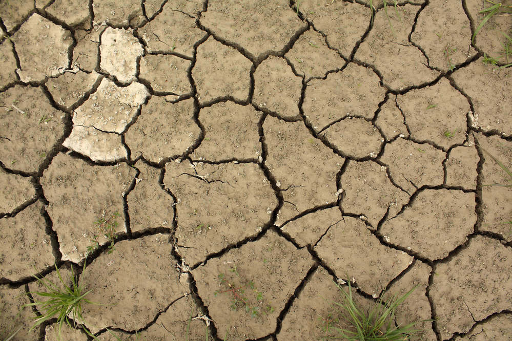 O que as plantas têm a nos dizer sobre o solo em que se encontram?