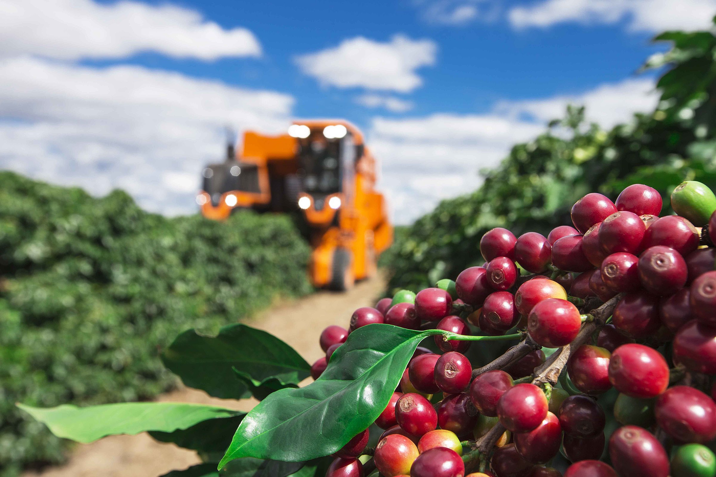 Conheça a história da produção de café no Brasil