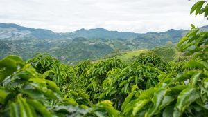 plantação de café na montanha