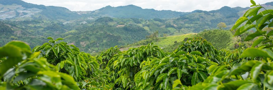 plantação de café na montanha