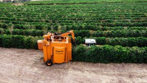 qual a importancia do café para a economia brasileira