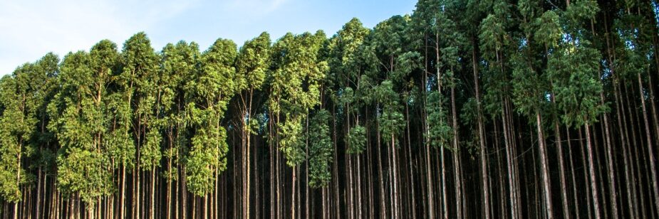 floresta de eucalipto jacto