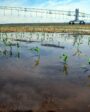 Os fenômenos climáticos geram preocupações diferentes em produtores situados em diversas partes do Brasil.