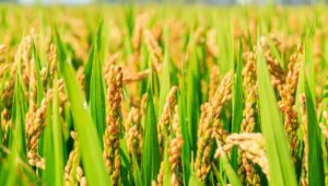 plantação de arroz