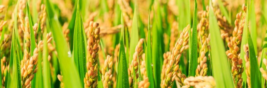 plantação de arroz