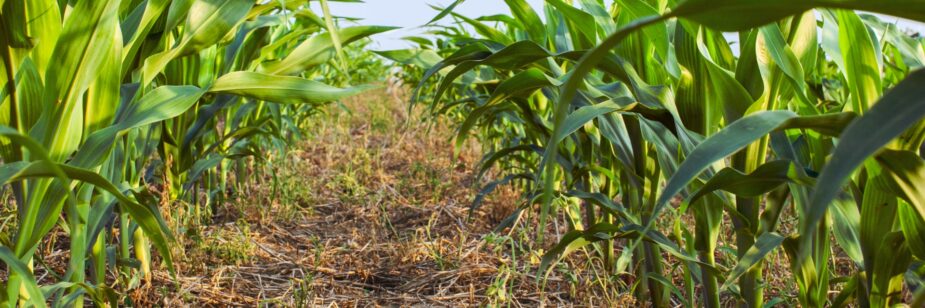 Plantação de milho em plantio direto rotacionado com soja