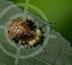 Como controlar percevejo marrom nas lavouras