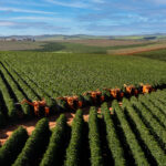 diminuir perdas na colheita do café mecanizado