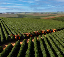 diminuir perdas na colheita do café mecanizado