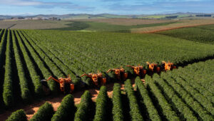 diminuir perdas na colheita do café mecanizado