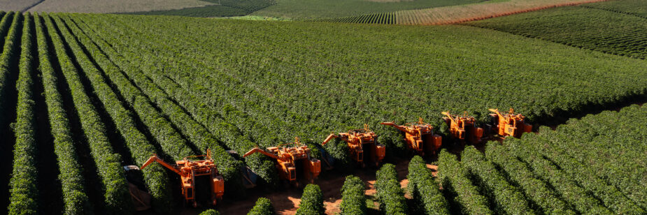 diminuir perdas na colheita do café mecanizado