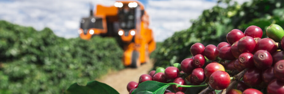 Qualidade dos grãos de café